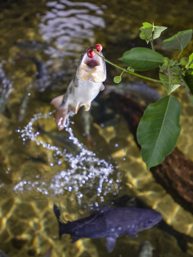 Bonito - Photo by Hudson Garcia (8)